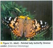 painted lady butterfly