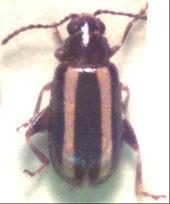 palestriped beetle