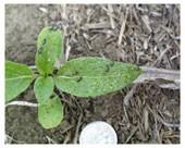 Damage to seedling