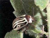 sf beetle
