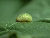 sf beetle larva
