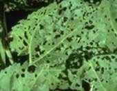 sf beetle damage
