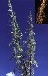 biennial wormwood