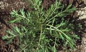 biennial wormwood