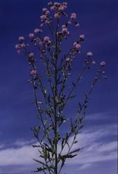 canadian thistle