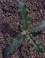 Canada Thistle (Cirsium arvense)