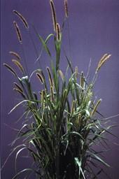 foxtail