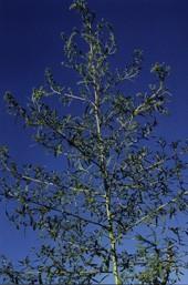 kochia plant