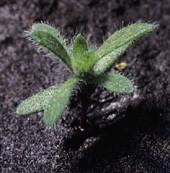 kochia