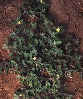 puncture vine