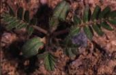 puncture vine