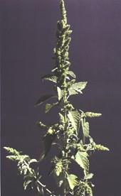 redroot pigweed