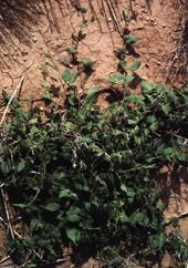 wild buckwheat