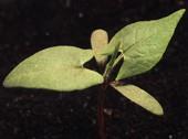 wild buckwheat