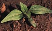 wild sunflower