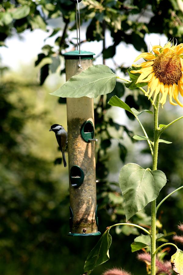birds at feeder